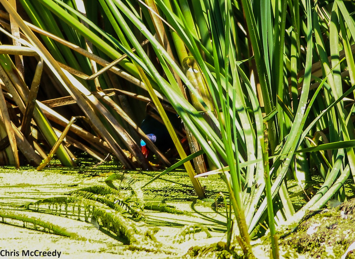 Purple Gallinule - ML30903901