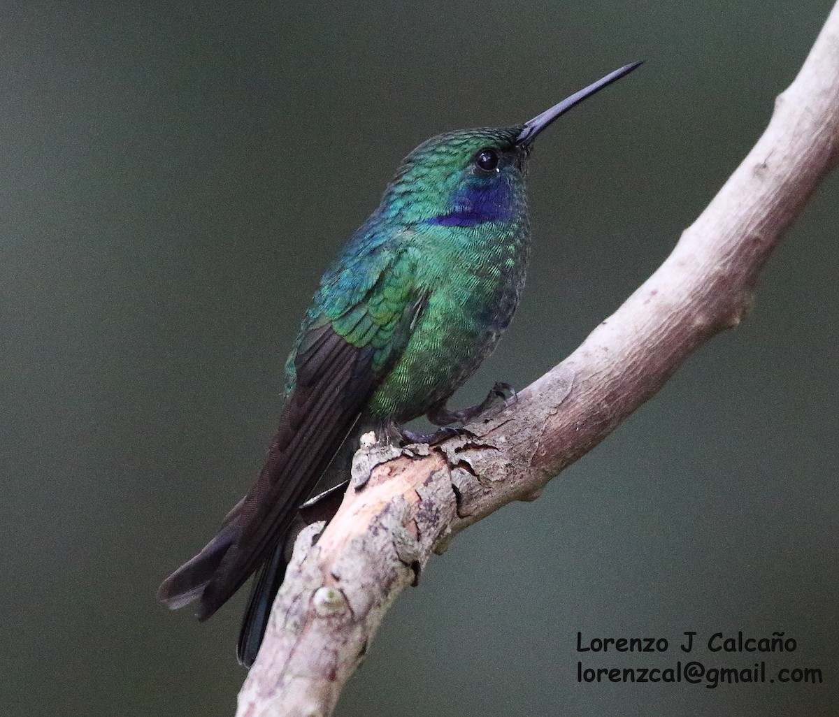kolibřík modrouchý - ML309040131