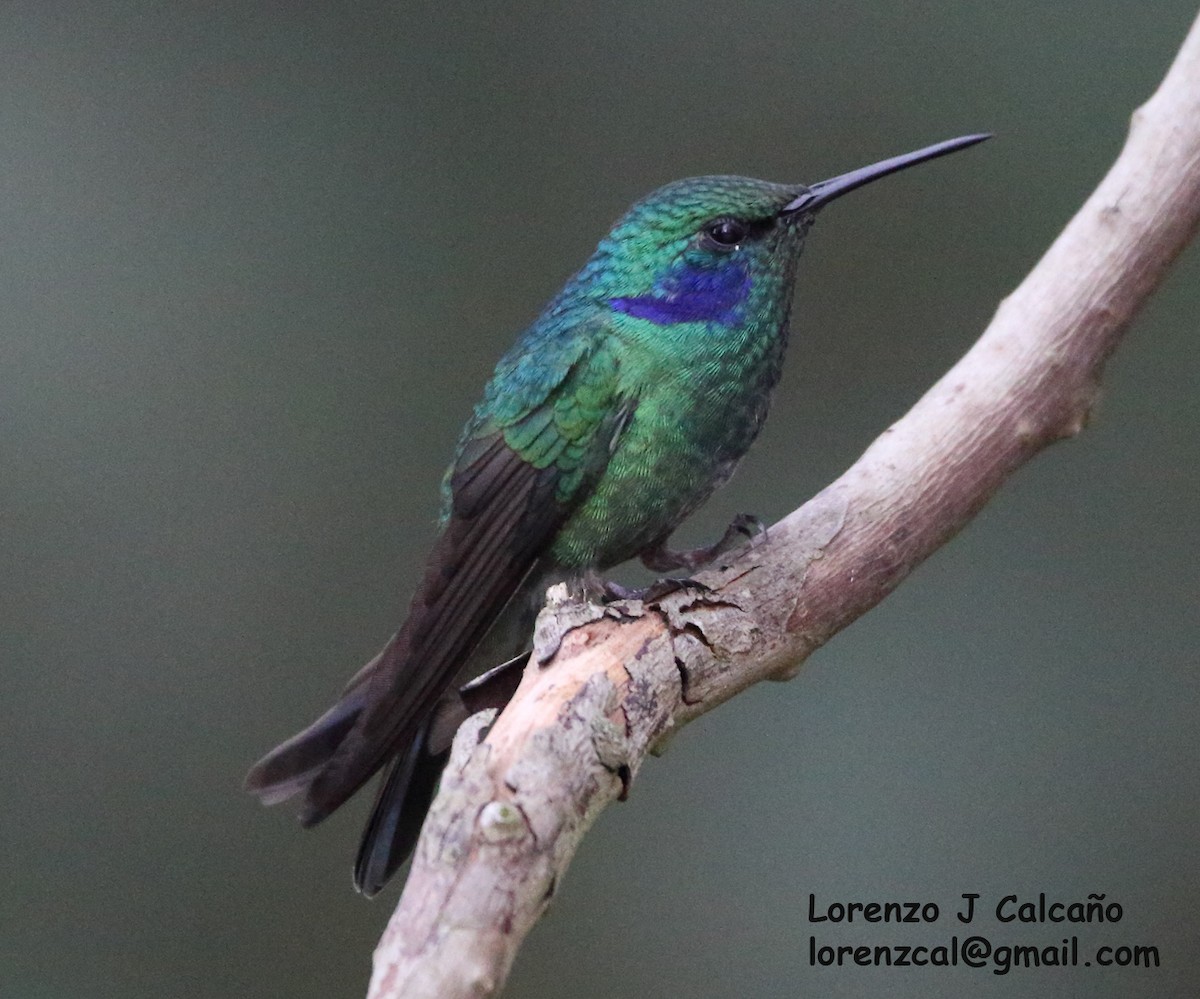 kolibřík modrouchý - ML309040151