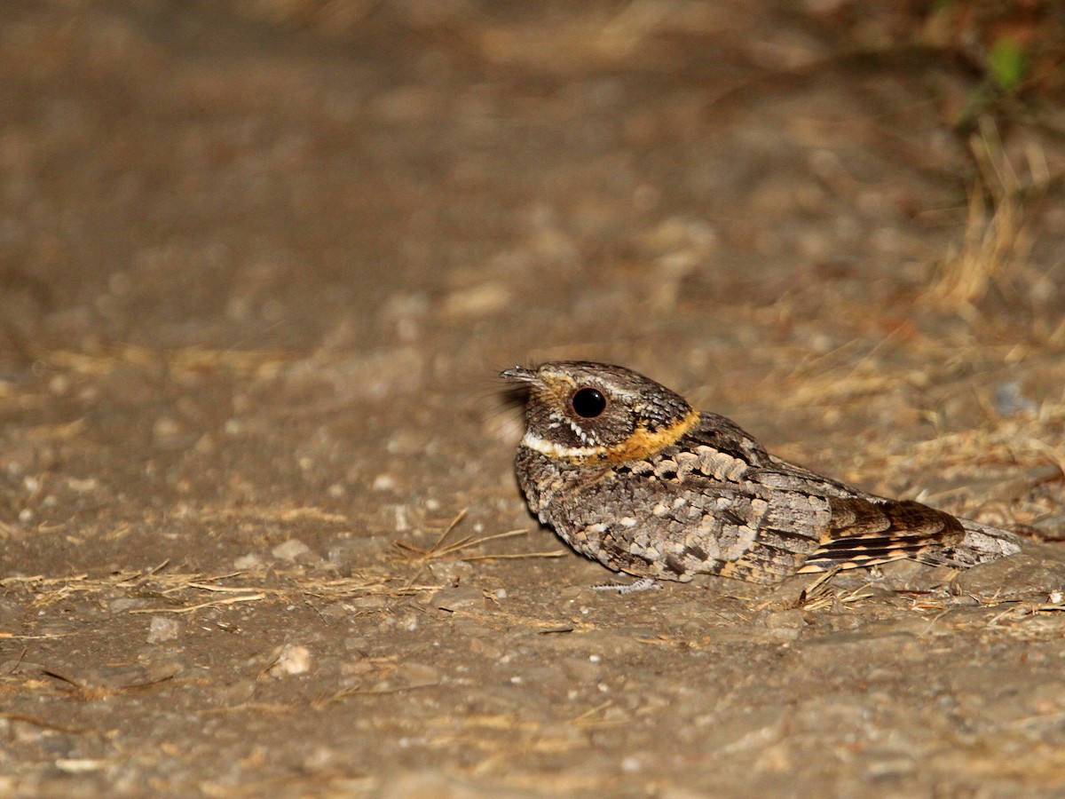 Photos - Buff-collared Nightjar - Antrostomus ridgwayi - Birds of
