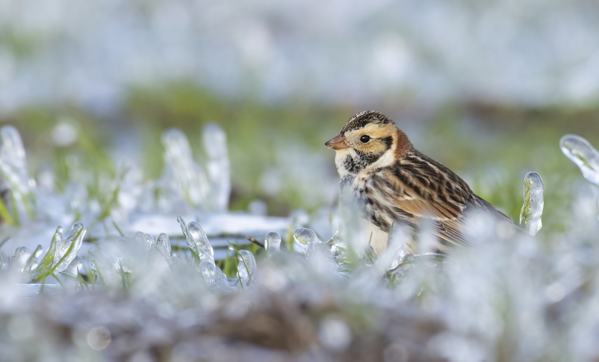 Lapland Longspur - ML309041471