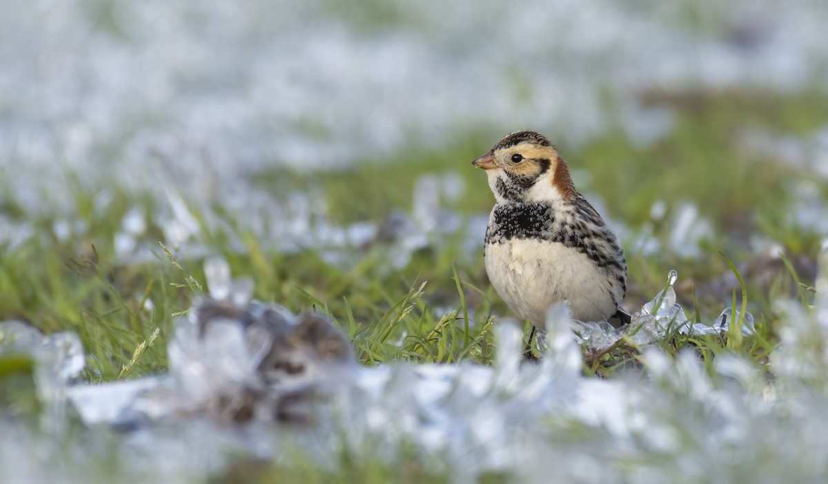 Lapland Longspur - ML309041481