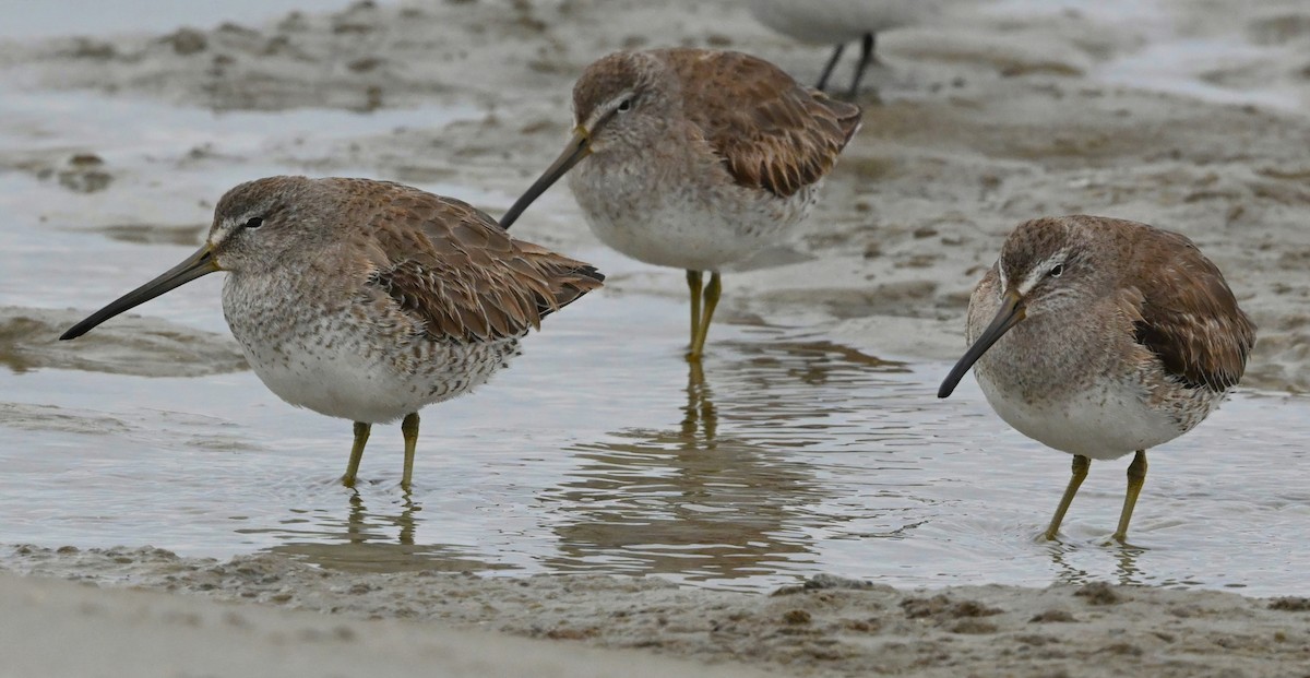 Short-billed Dowitcher - Ann Stinely