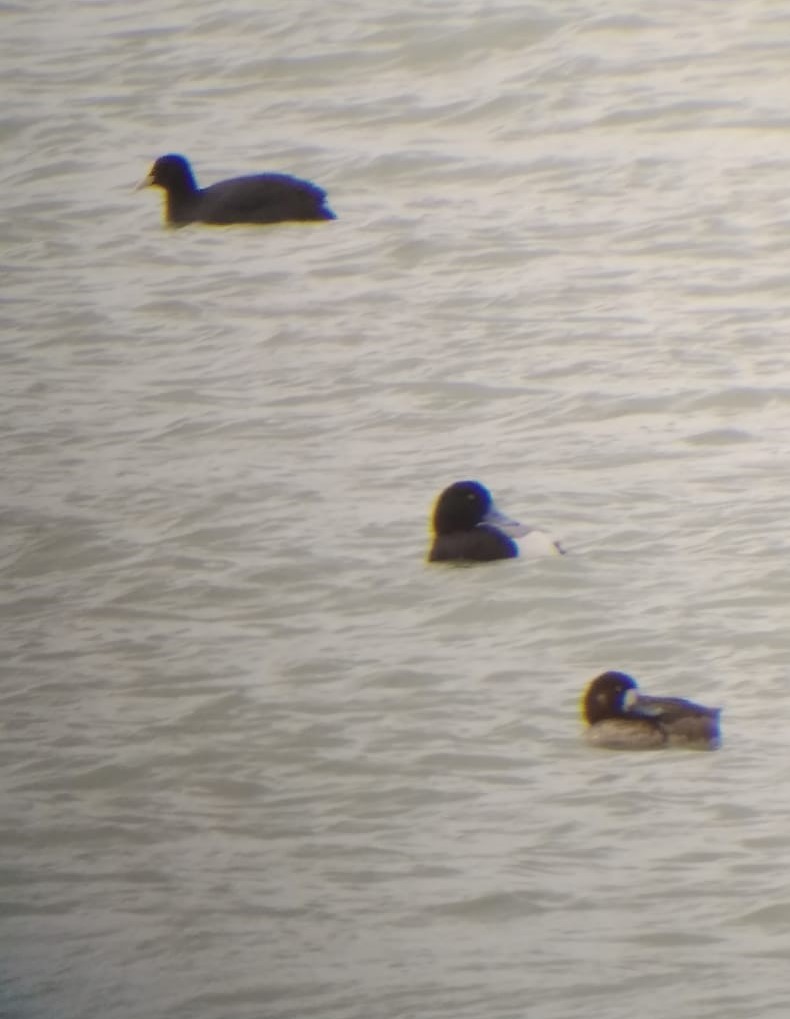 Greater Scaup - ML309041881