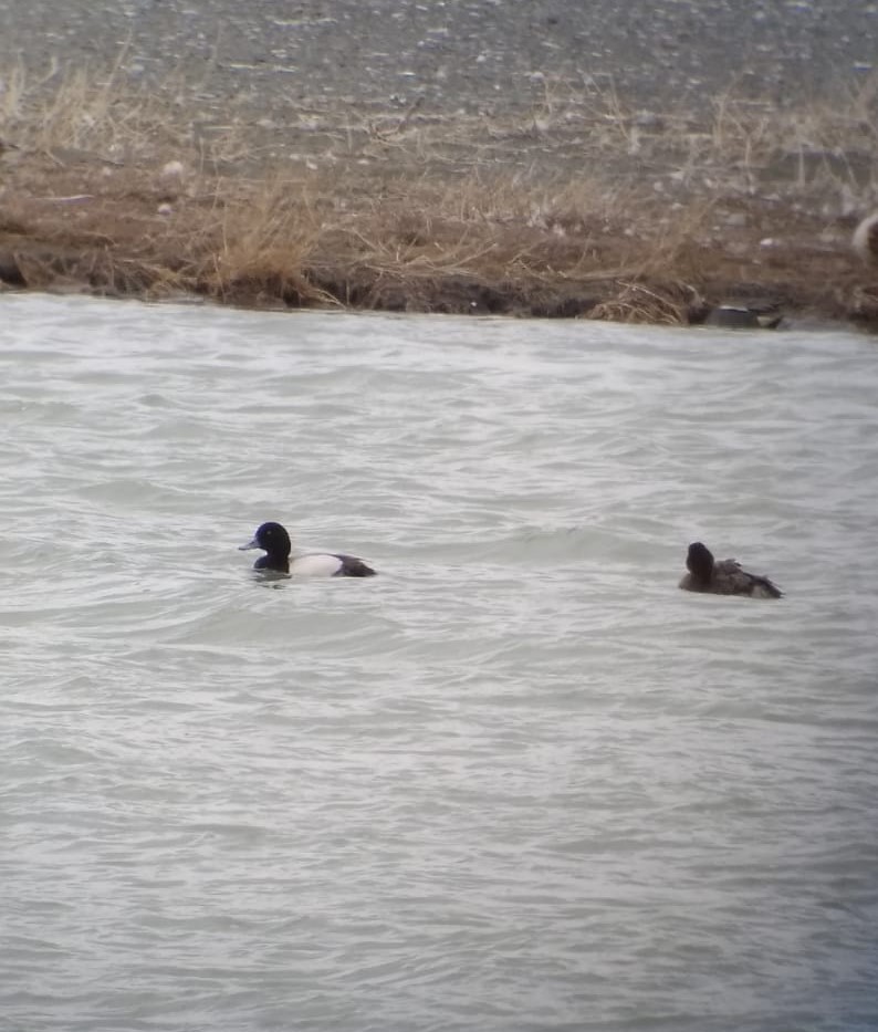 Greater Scaup - ML309041921