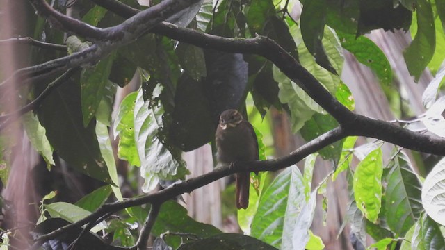 Rufous-rumped Foliage-gleaner - ML309042301