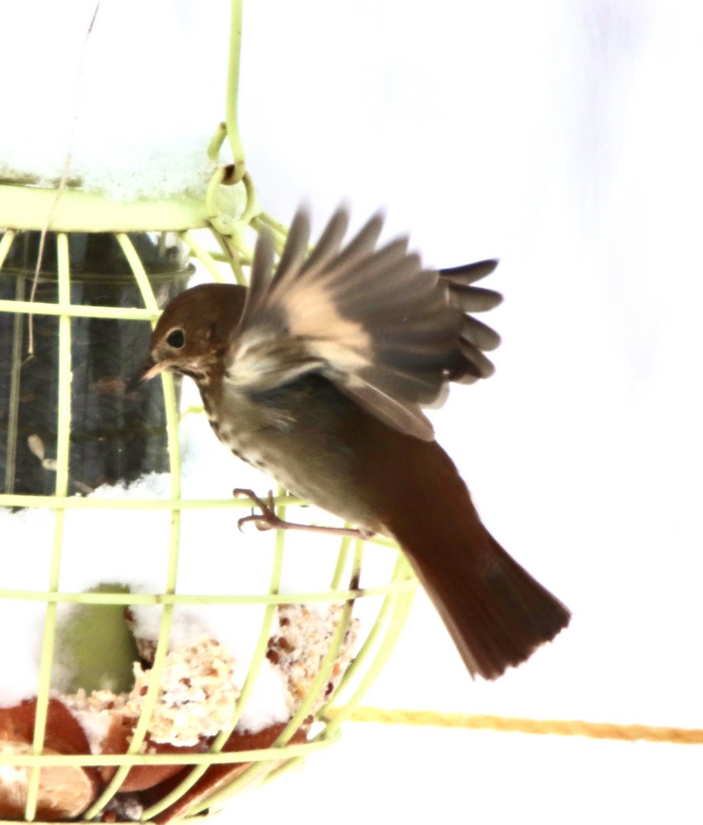 Hermit Thrush - ML309042551