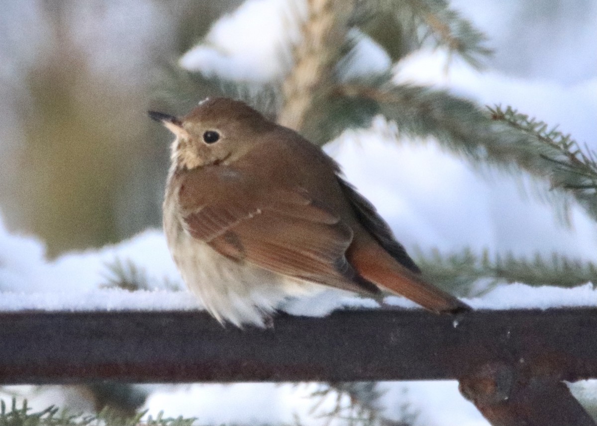 Hermit Thrush - ML309042581