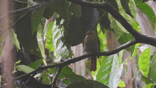 Rufous-rumped Foliage-gleaner - ML309042751