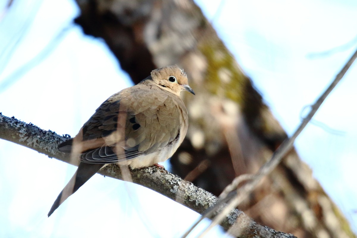 Mourning Dove - ML309043211