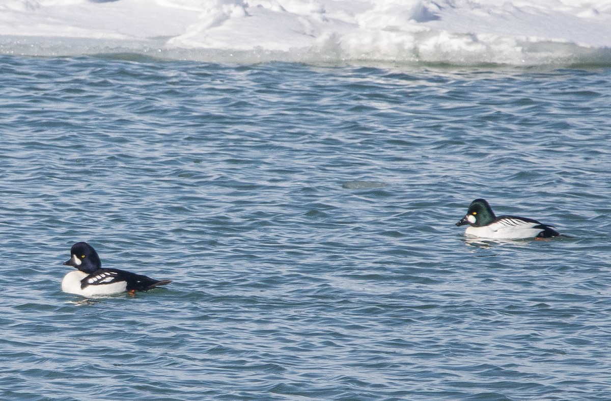 Barrow's Goldeneye - Joel Strong