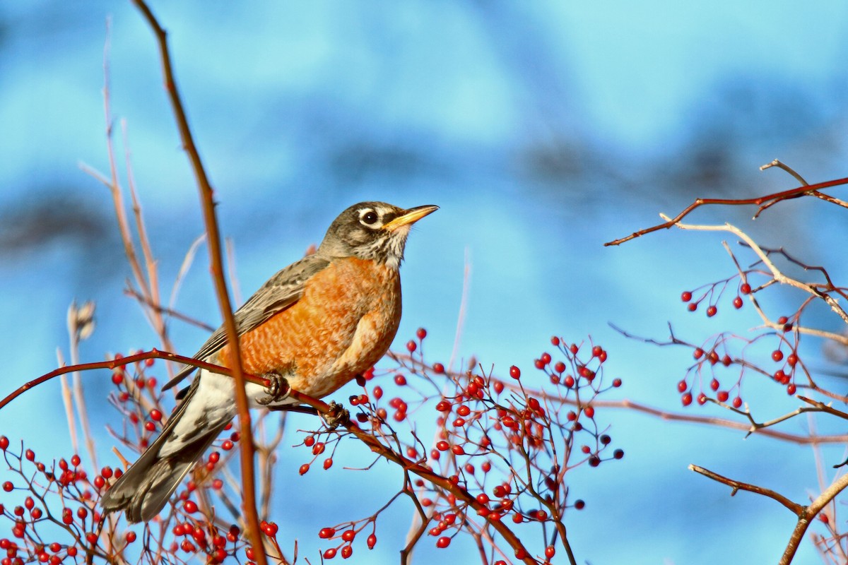 American Robin - ML309044181