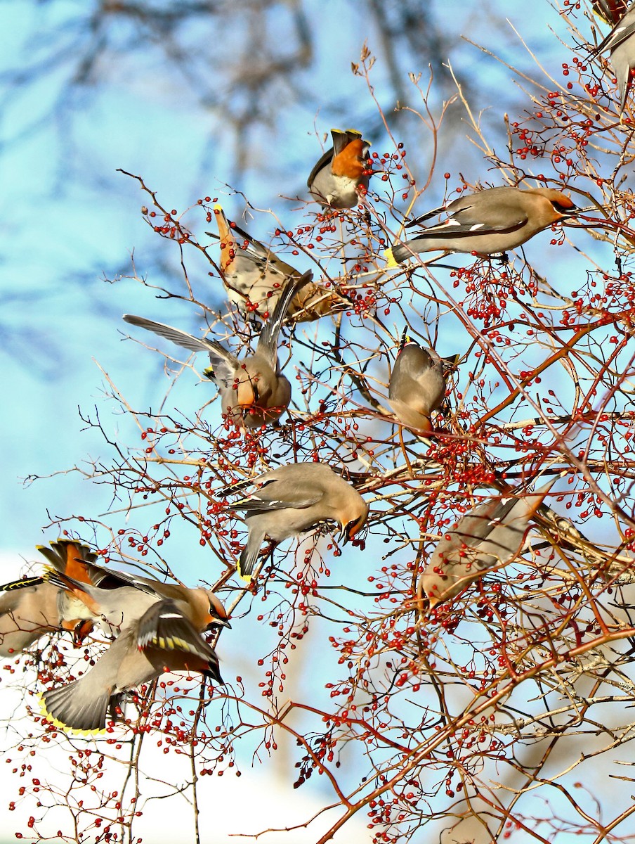 Bohemian Waxwing - ML309044191