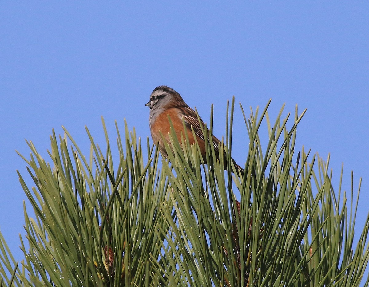 Rock Bunting - Georg Schreier Birdwatching Algarve
