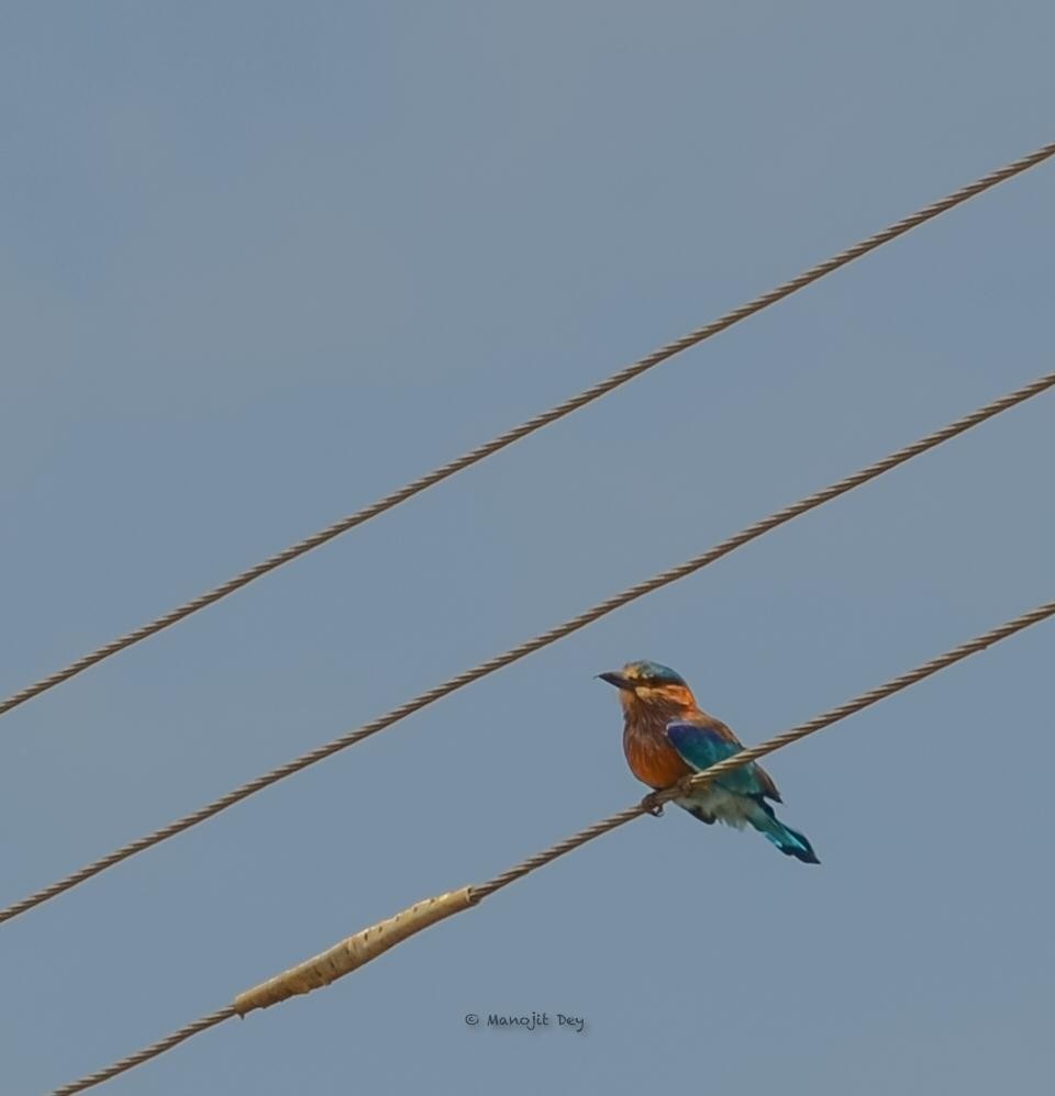 Indian Roller - ML309048061