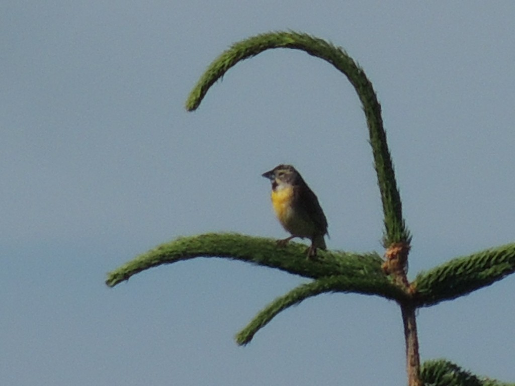 Dickcissel - Melody Walsh