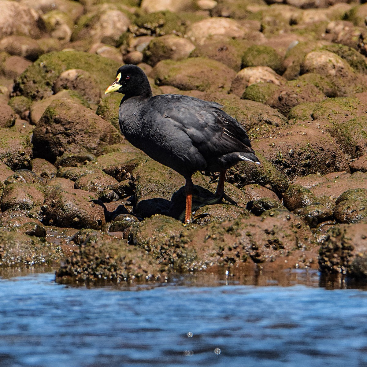 Red-gartered Coot - ML309050091