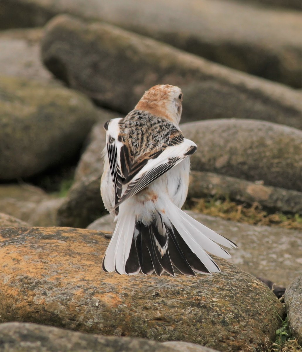 Snow Bunting - Simon Davies