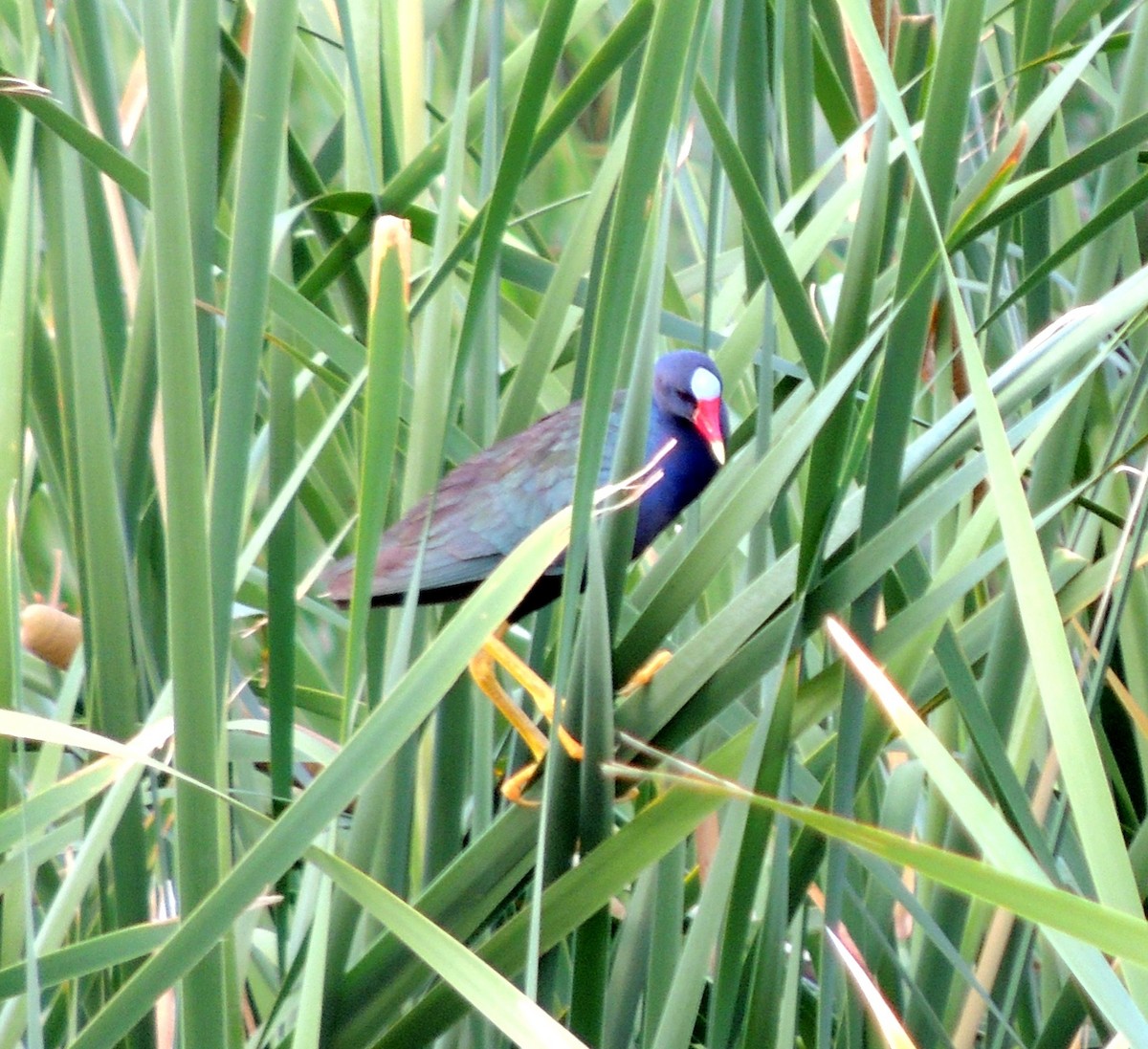 Purple Gallinule - ML30905141