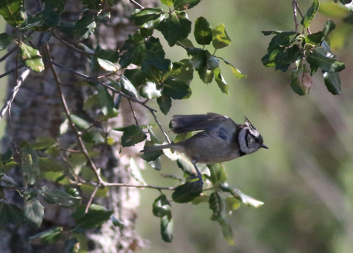Crested Tit - ML309053751