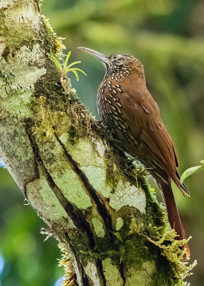 Montane Woodcreeper - ML309054461