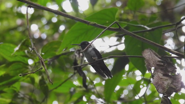 Ekvador Kuyrukkakan Kolibrisi - ML309055801