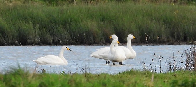 Whooper Swan - ML309056011