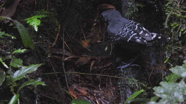 Common Scale-backed Antbird - ML309057331