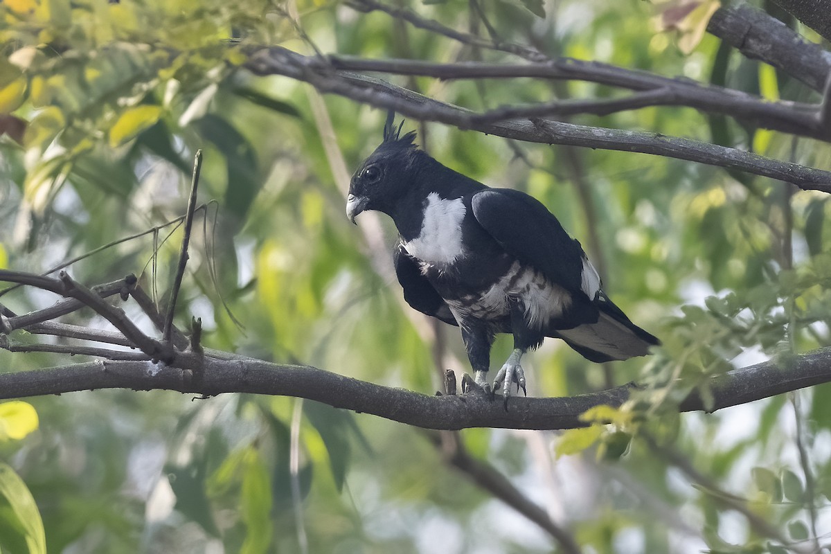 Black Baza - ML309057561