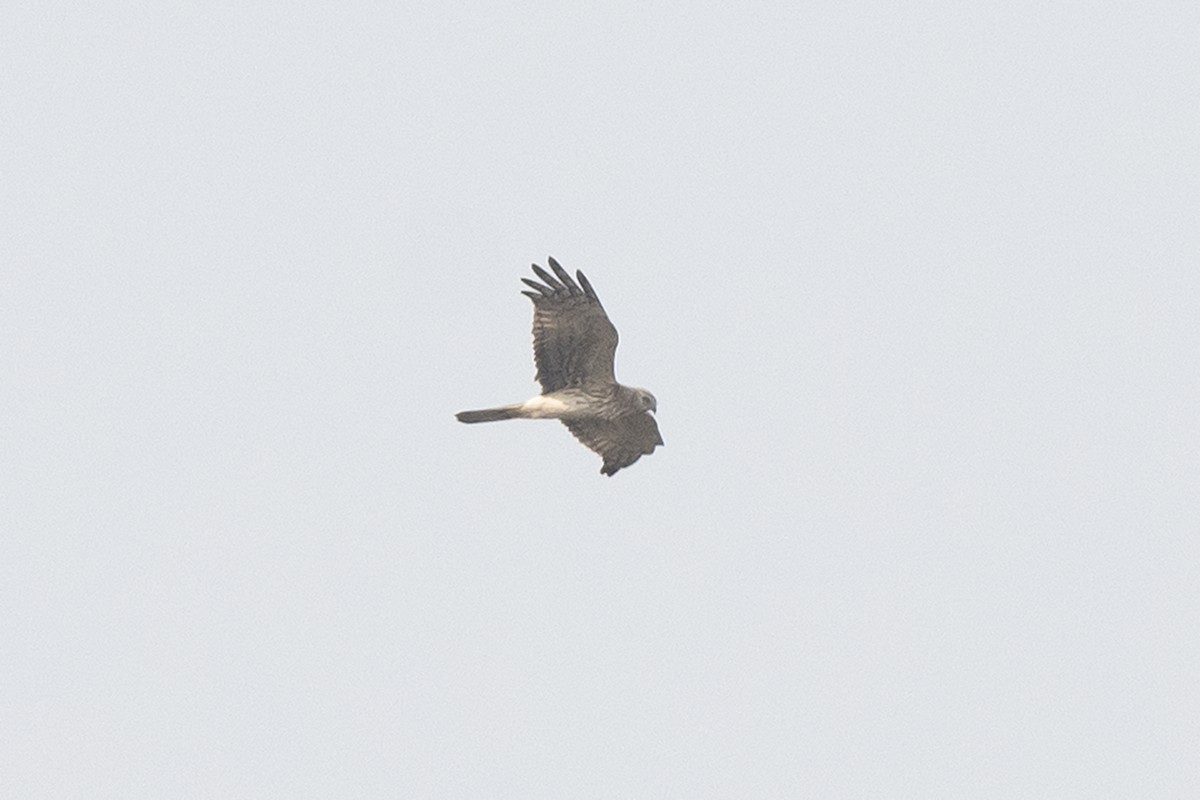 Pied Harrier - ML309057621