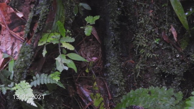 Common Scale-backed Antbird - ML309058331