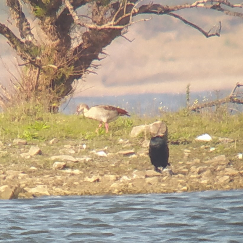 Egyptian Goose - ML309058471