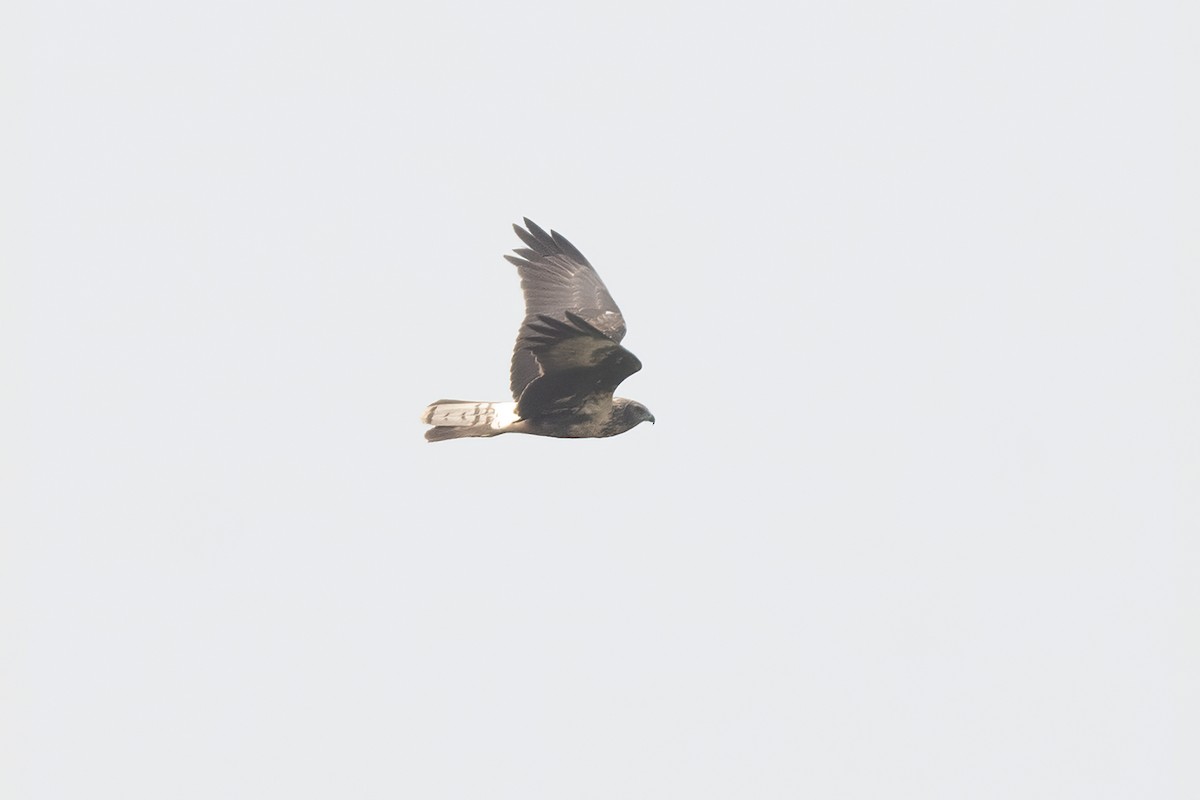 Eastern Marsh Harrier - ML309058561