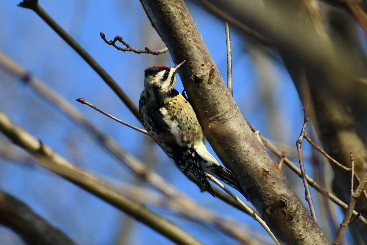 Yellow-bellied Sapsucker - ML309060461