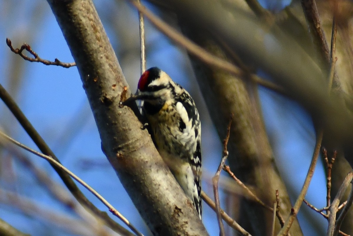 Yellow-bellied Sapsucker - ML309060491