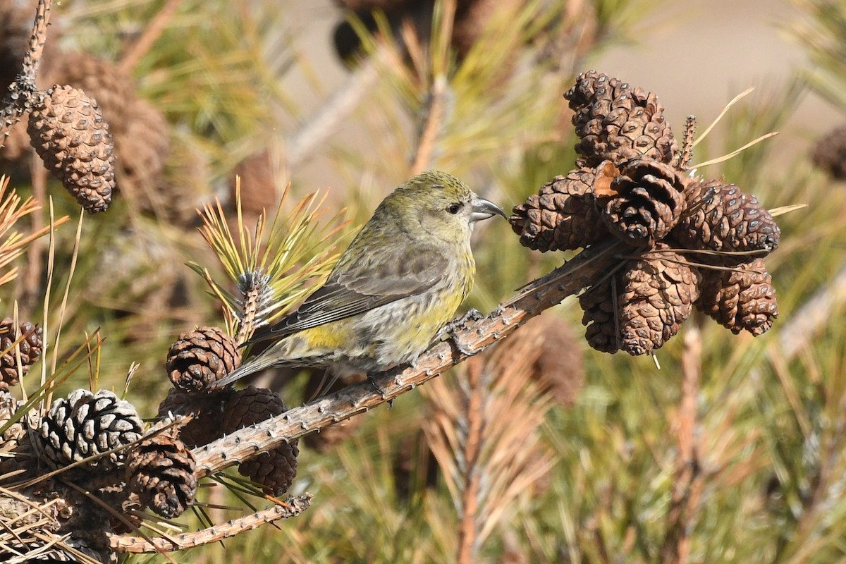 Red Crossbill - ML309061111