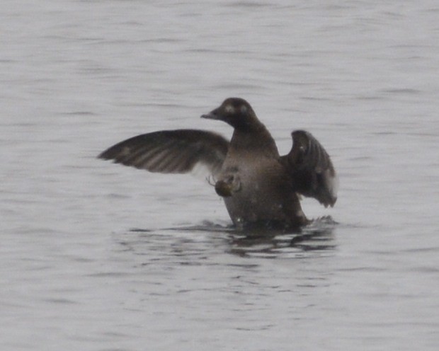 White-winged Scoter - ML309062211