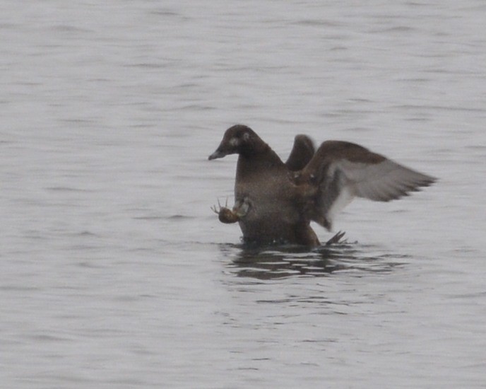 White-winged Scoter - ML309062251