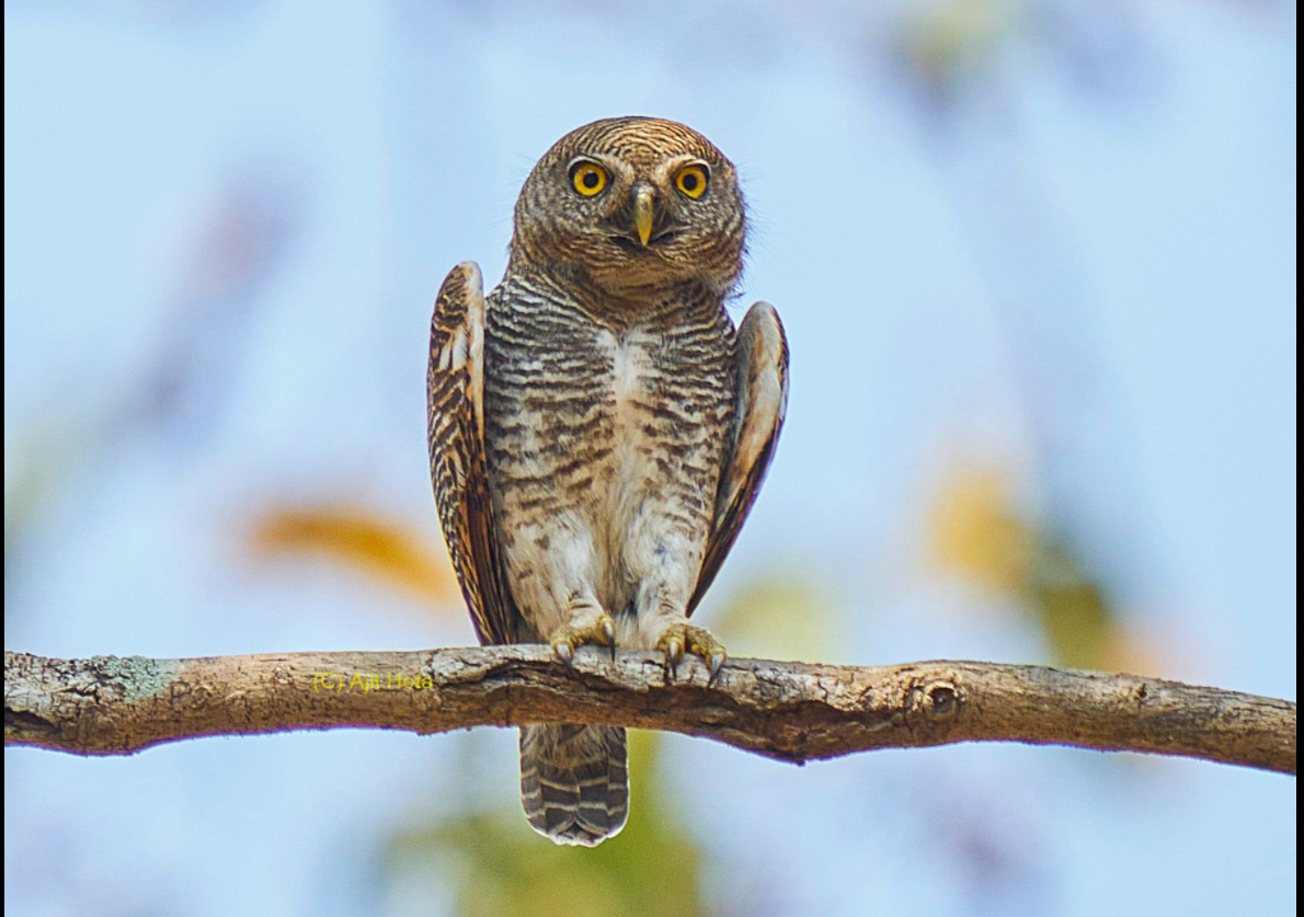 Jungle Owlet - ML309062331