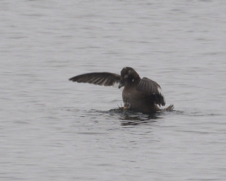 White-winged Scoter - ML309062371