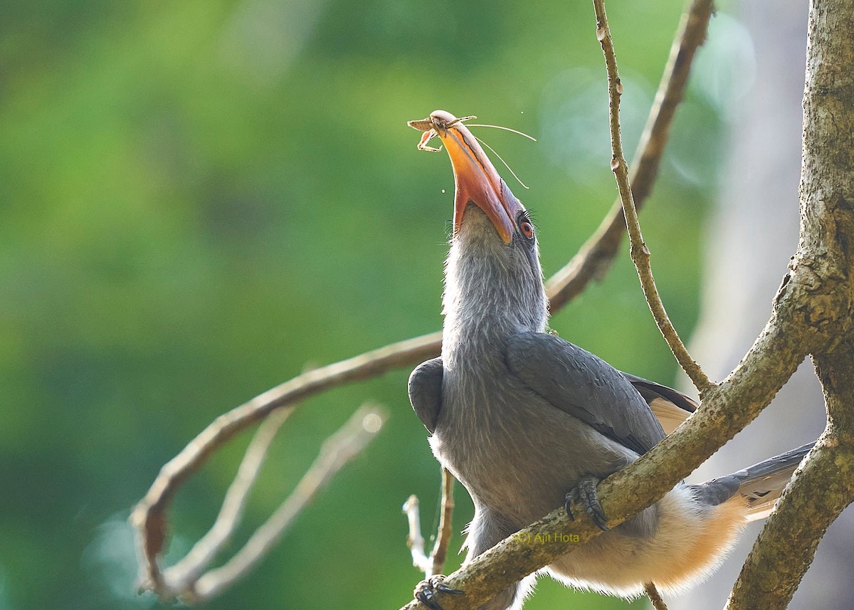 Malabar Gray Hornbill - ML309062391