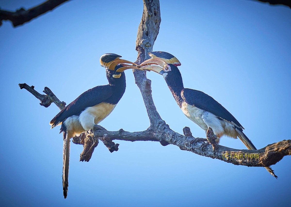 Malabar Pied-Hornbill - ML309062471