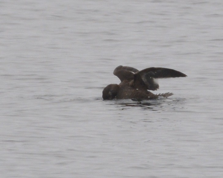 White-winged Scoter - ML309062491