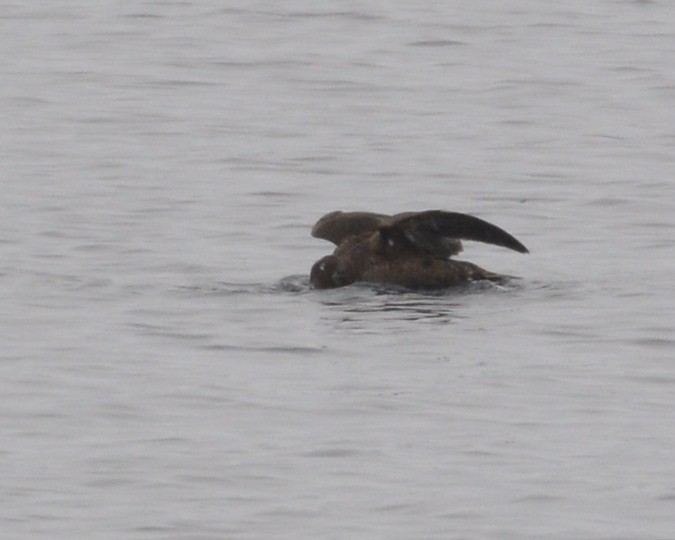 White-winged Scoter - ML309062571
