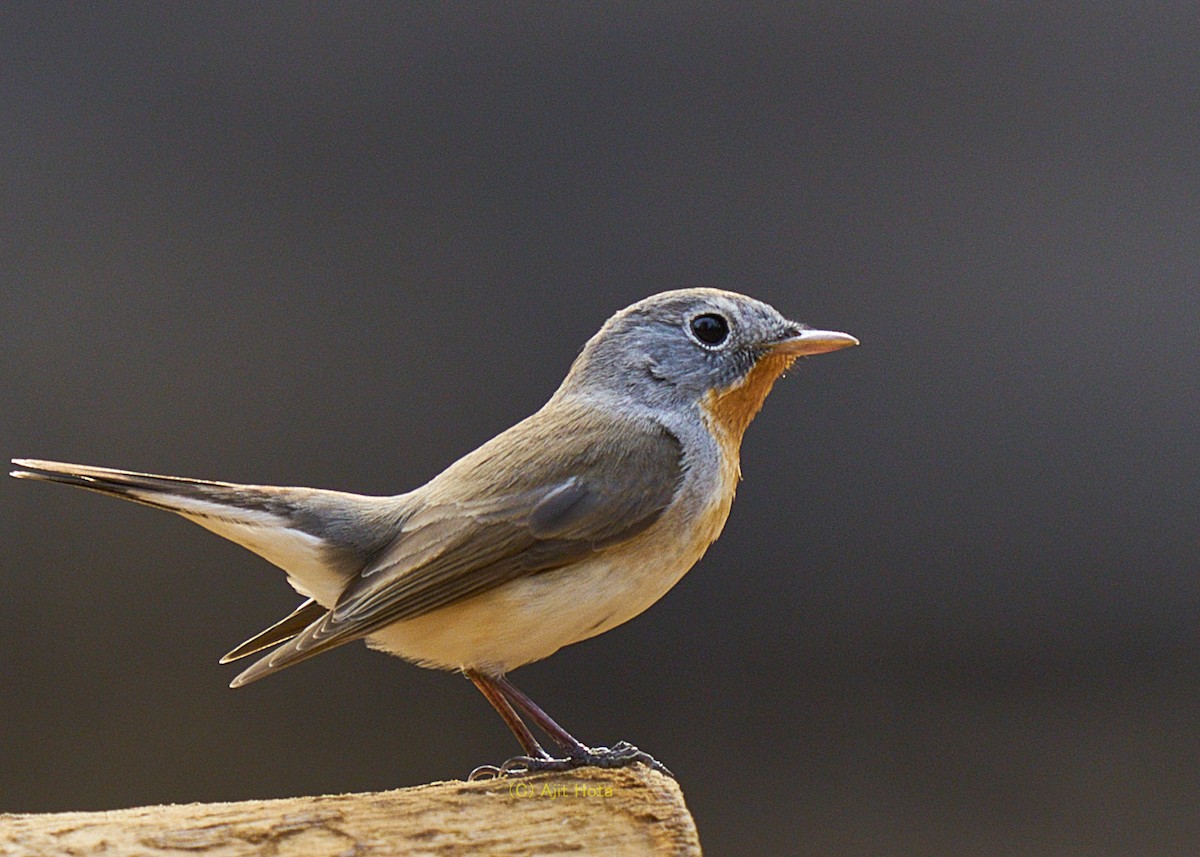 Taiga Flycatcher - ML309062971