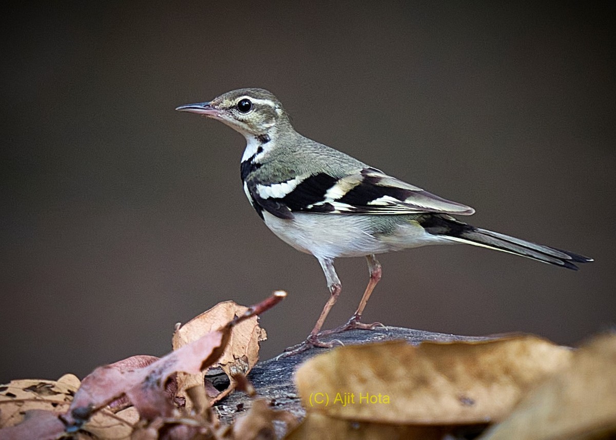 Forest Wagtail - ML309063001