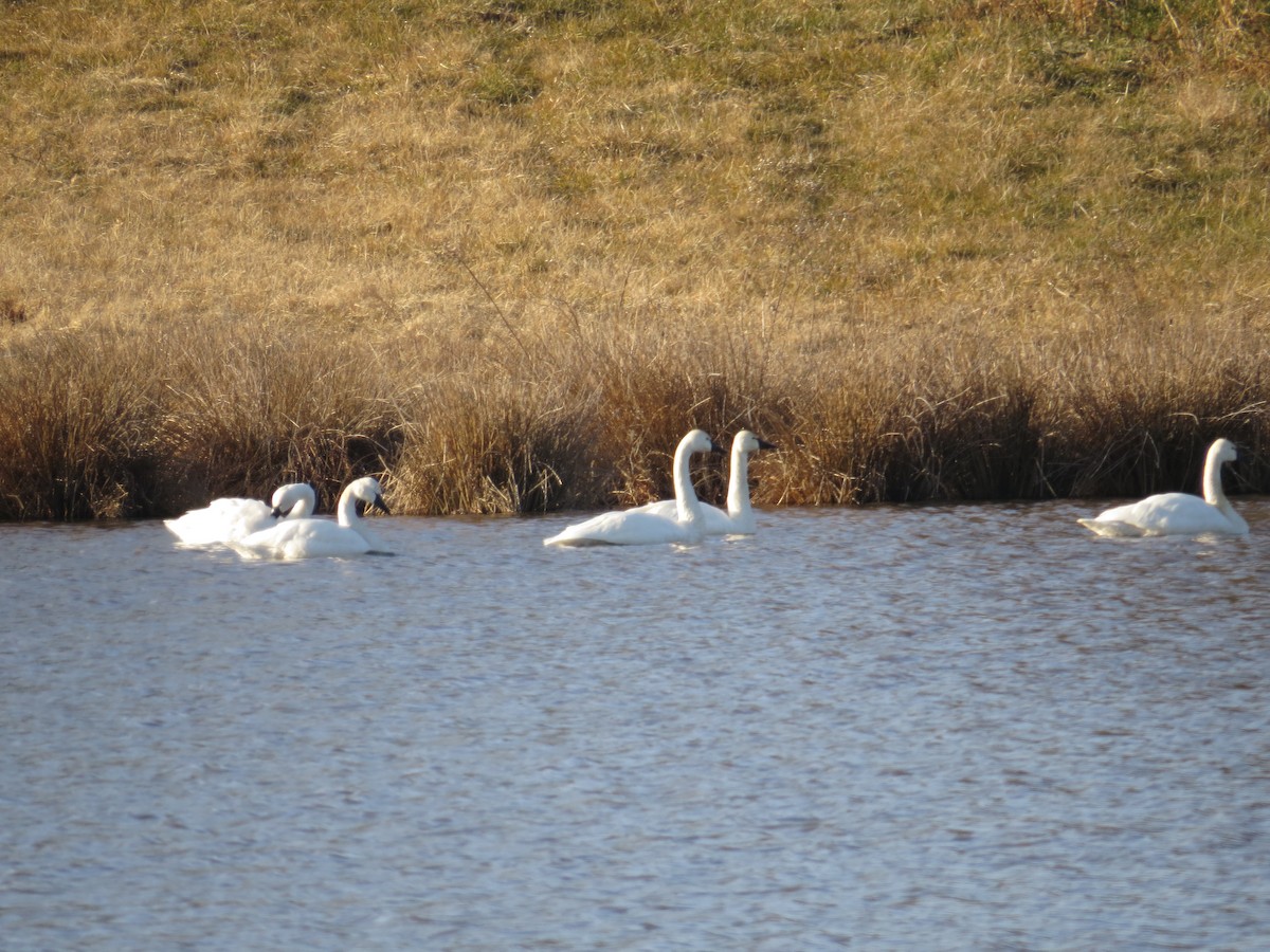 Tundra Swan - ML309063861