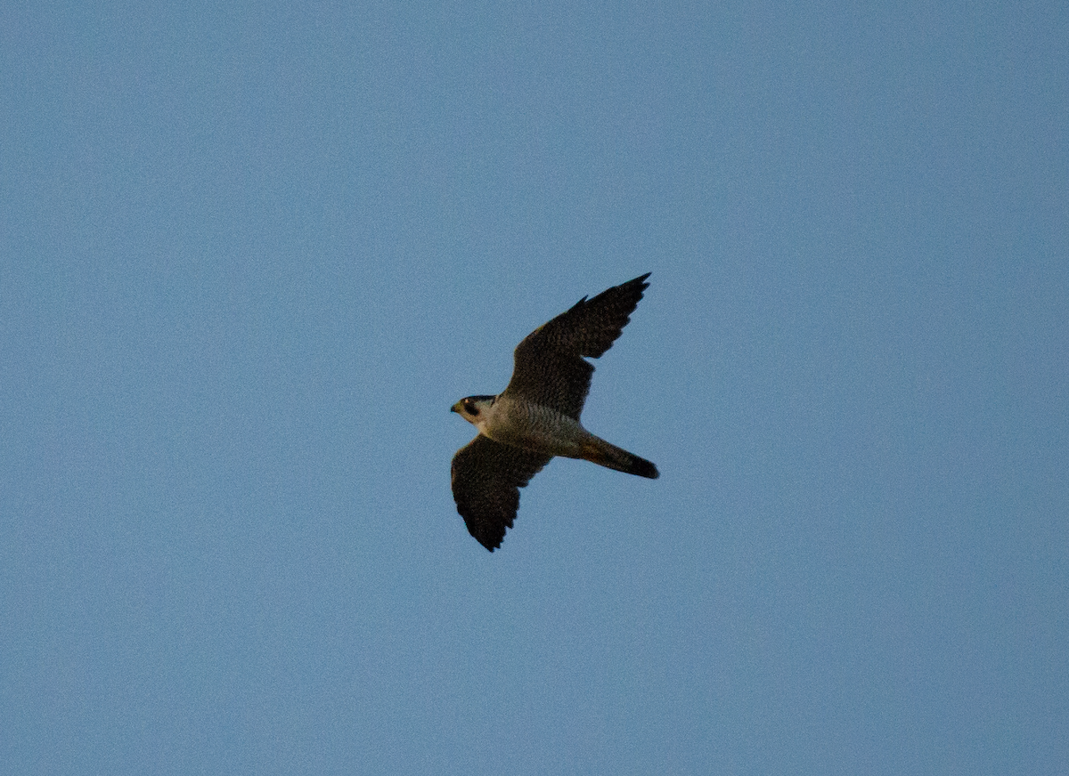 Peregrine Falcon - ML309065411