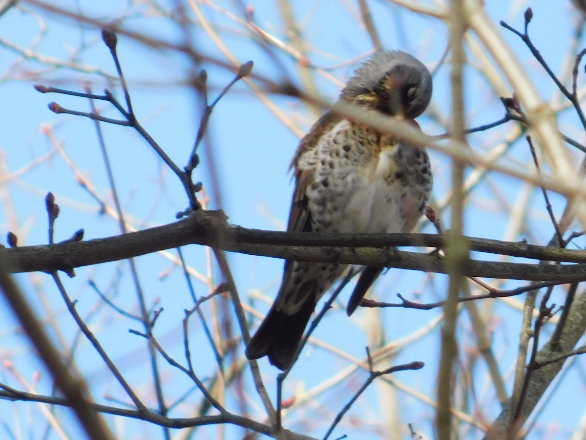 Fieldfare - ML309065591