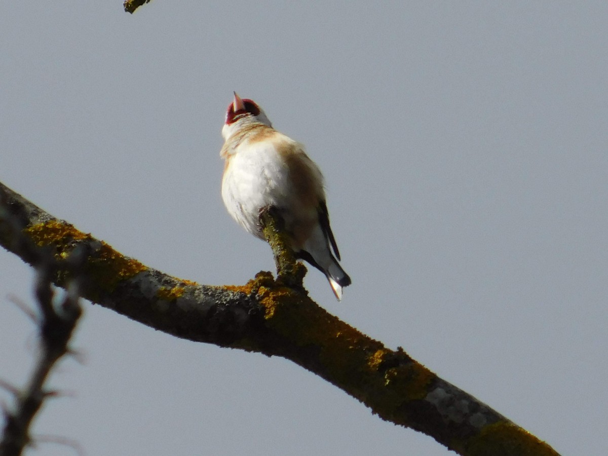 European Goldfinch - ML309065651